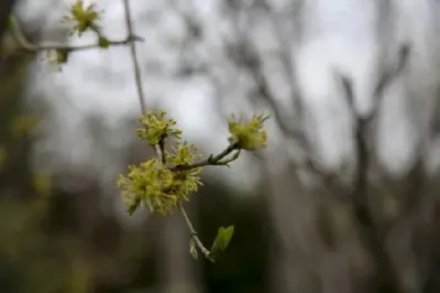 CORNUS mas - image 3