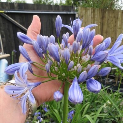 AGAPANTHUS 'Full Moon' - image 2