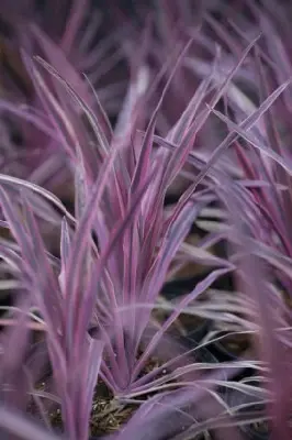 CORDYLINE australis 'Pink Passion' - image 2