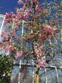 WISTERIA floribunda 'Rosea'