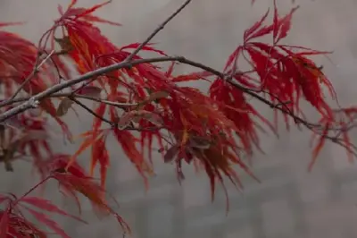 ACER palmatum dissectum - image 2