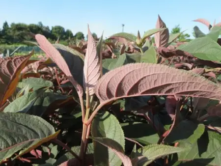 HYDRANGEA aspera 'Hot Chocolate' - image 5