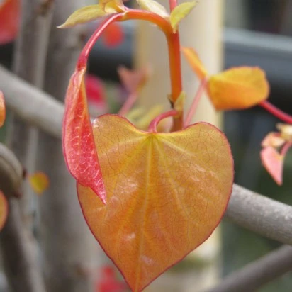CERCIS canadensis 'Eternal Flame' - image 4
