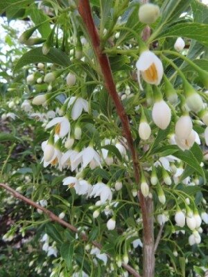 STYRAX japonicus 'Snowcone' - image 2