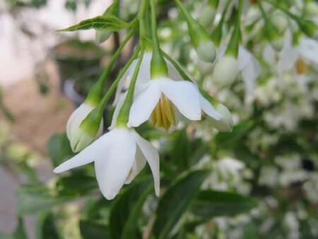 STYRAX japonicus 'Snowcone' - image 3