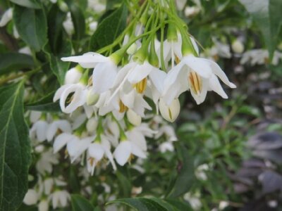 STYRAX japonicus 'Snowcone' - image 4