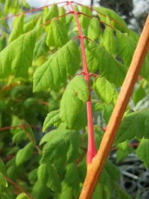 KOELREUTERIA paniculata 'Coral Sun' - image 2