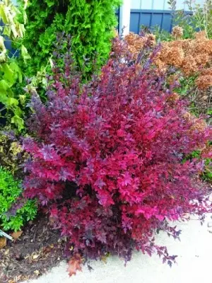 PHYSOCARPUS opulifolius 'Tiny Wine' - image 3