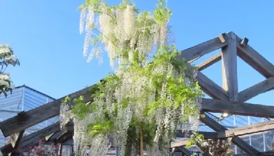 WISTERIA floribunda 'Alba' - image 2