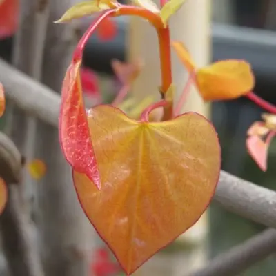 CERCIS canadensis 'Eternal Flame' - image 4