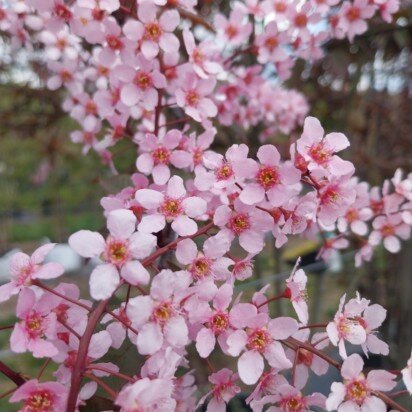PRUNUS padus 'Colorata'