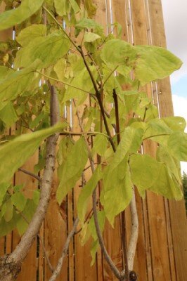 CATALPA bignonioides - image 2