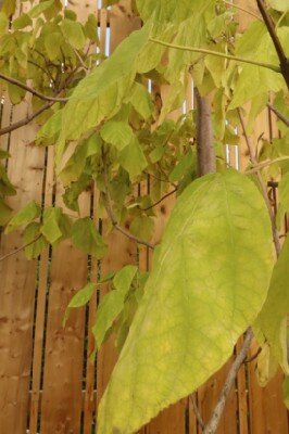 CATALPA bignonioides - image 3