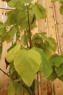 CATALPA bignonioides 'Aurea' - image 2