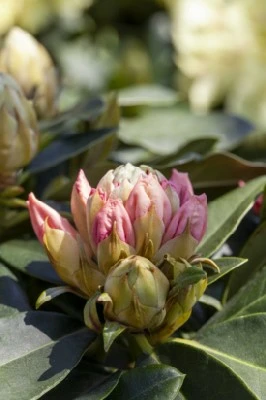 RHODODENDRON 'Golden Torch' - image 2