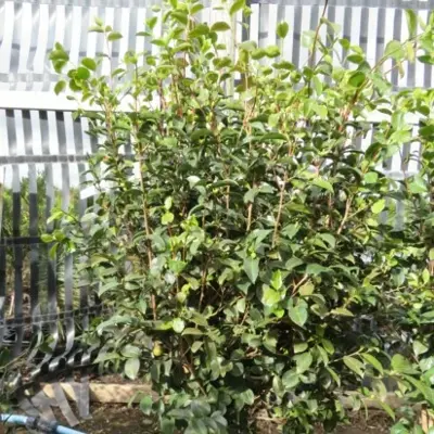 CAMELLIA sasanqua 'Kanjiro' - image 1