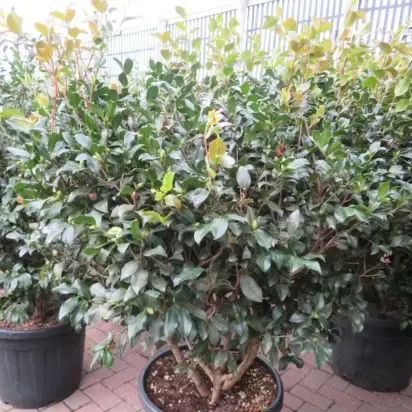 CAMELLIA sasanqua 'Cleopatra' - image 2