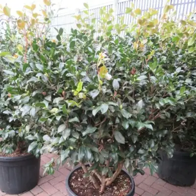 CAMELLIA sasanqua 'Cleopatra' - image 2