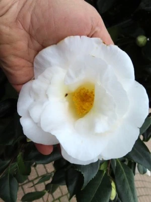 CAMELLIA japonica 'White Nun' - image 2