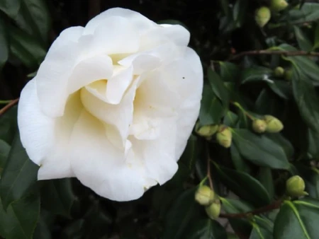 CAMELLIA japonica 'White Nun' - image 3
