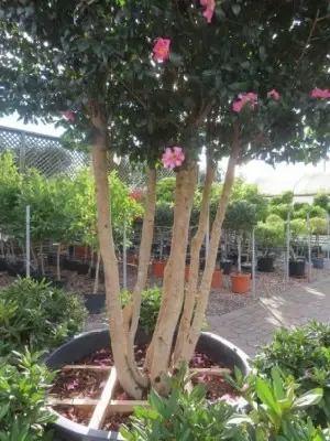 CAMELLIA sasanqua 'Cleopatra' - image 2