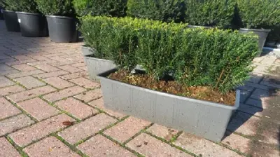 TAXUS baccata 'Renke's Little Green' - image 2