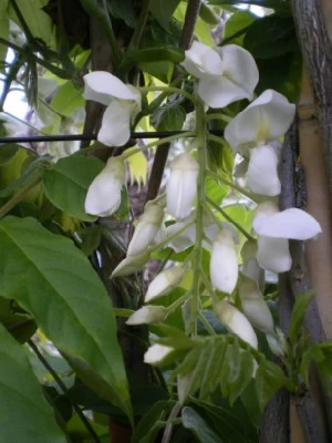 WISTERIA floribunda alba 'Shiro-noda' - image 2