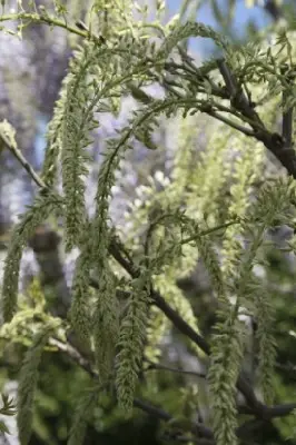 WISTERIA floribunda alba 'Shiro-noda' - image 3