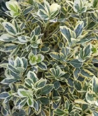 EUONYMUS japonicus 'Bravo' - image 2