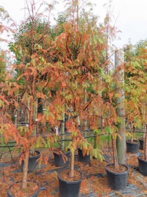 METASEQUOIA glyptostroboides 'Amber Glow' - image 5