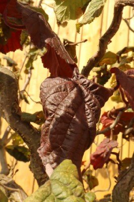 CORYLUS maxima 'Purpurea' - image 5