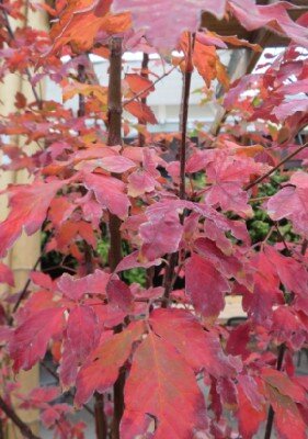 ACER griseum - image 3