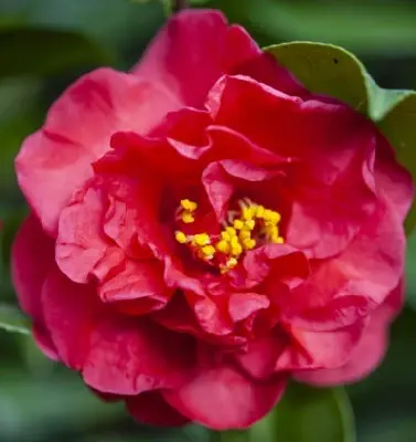 CAMELLIA japonica 'Black Diamond' - image 2