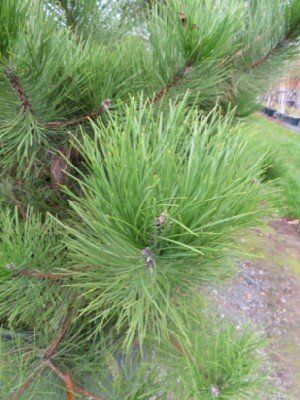 PINUS nigra nigra - image 4