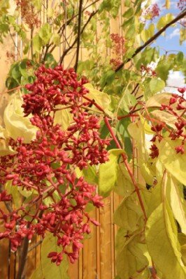 TETRADIUM daniellii - image 2