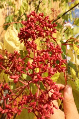 TETRADIUM daniellii - image 3