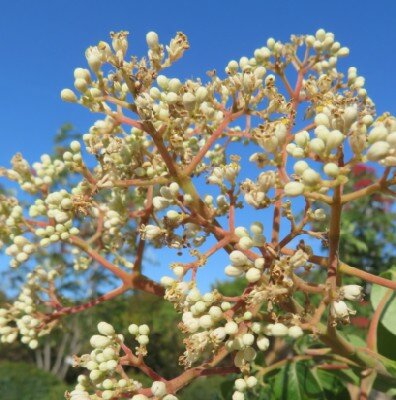 TETRADIUM daniellii - image 4