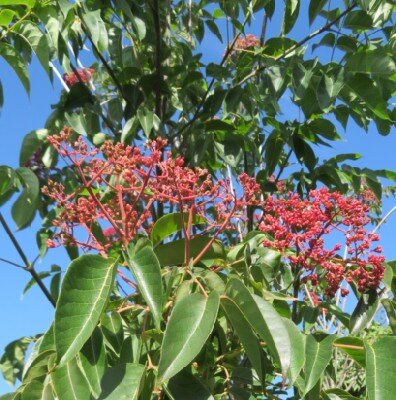 TETRADIUM daniellii - image 5