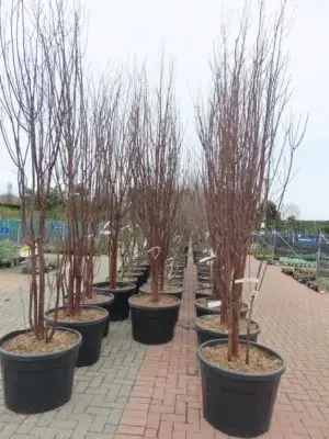 PRUNUS serrula 'Branklyn' - image 3