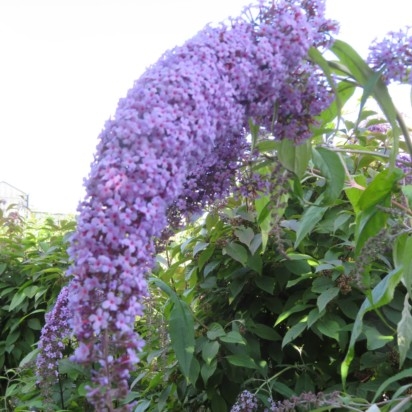 BUDDLEJA davidii 'Wisteria Lane' - Provender Nurseries - Wholesale Nursery  in Swanley, Kent