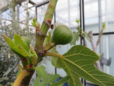 Ficus carica (FIG) - image 2