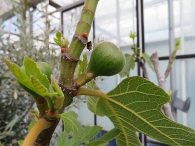 Ficus carica (FIG) - image 2