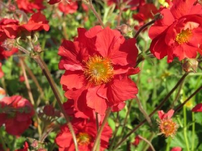 GEUM 'Fiery Tempest' - image 2