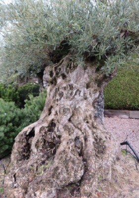OLEA europaea - image 3