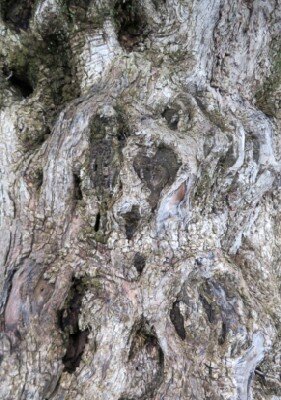 OLEA europaea - image 4