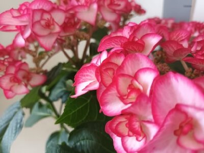 HYDRANGEA macrophylla 'Miss Yulika' - image 2