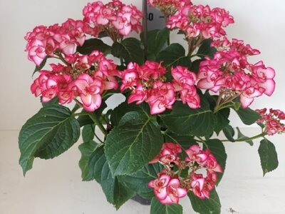 HYDRANGEA macrophylla 'Miss Yulika' - image 3