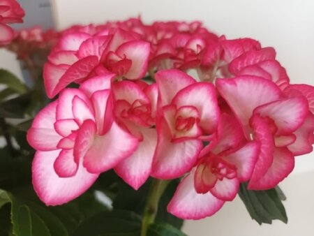HYDRANGEA macrophylla 'Miss Yulika' - image 4
