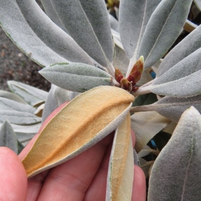 RHODODENDRON 'Silbervelours' - Provender Nurseries - Wholesale Nursery in  Swanley, Kent