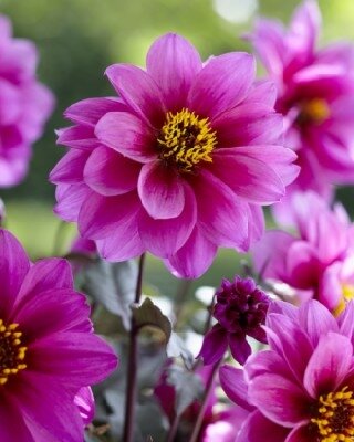 DAHLIA 'Dreamy Kiss' - image 4